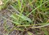Decticus verrucivorus verrucivorus